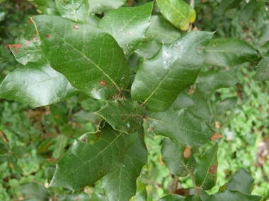 Feuilles alternes et coriaces de forme variable, tantôt fortement dentées tantôt dotées d'un bord lisse. Pourvues d'un petit pétiole, elles sont de petite taille (3 à 7 cm), brillantes et vertes dessus. Agrandir dans une nouvelle fenêtre (ou onglet)